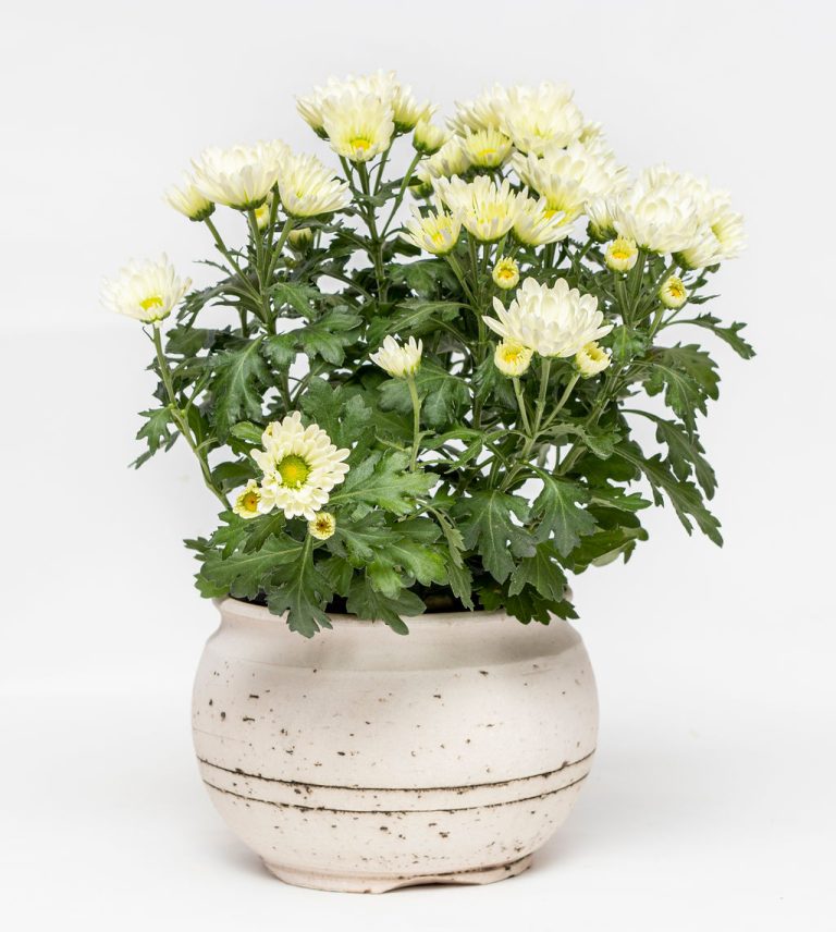 Chrysanthemum Pot Plant Petals Designer Florist and Gift Shop Best