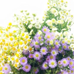 Spring Daisy Bunch