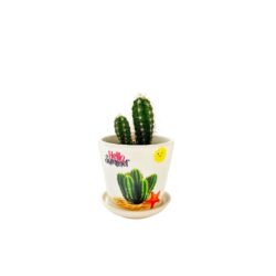 Cactus Pot Plant