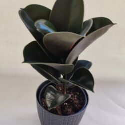 Ficus Elastica