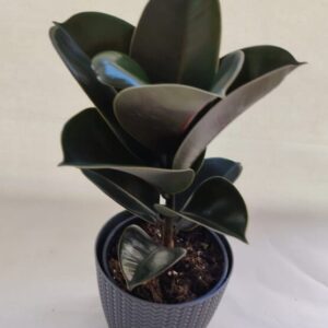 Ficus Elastica