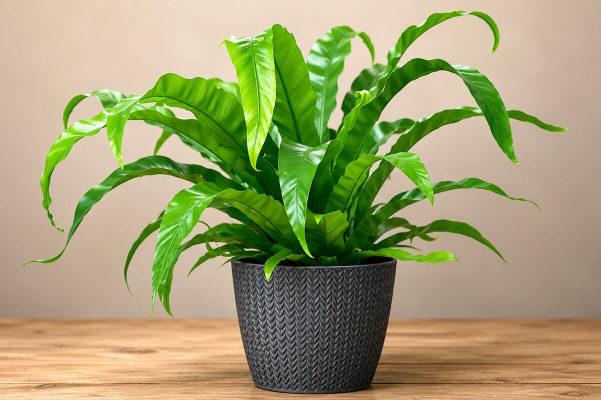 Birds Nest Fern