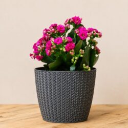 Calandiva Potted Plant