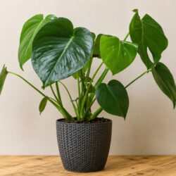 Monsteria Potted Plant