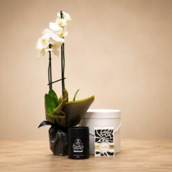 Orchid Connoisseur Set