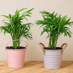 Parlor Palm