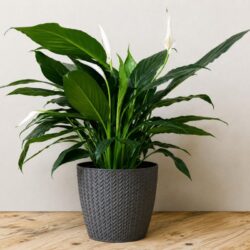 Spathiphyllum