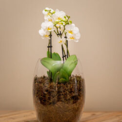 Elegant Orchid Vase