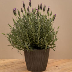 Lavender Plant