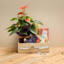 Plant and Treat Comfort Box